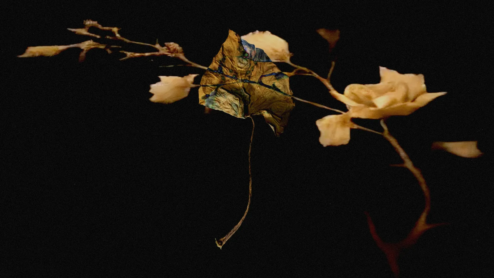 Simbiòtica, performance e instalación audiovisual de Pol Ros en Espronceda
